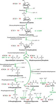 Can Alternative Metabolic Pathways and Shunts Overcome Salinity Induced Inhibition of Central Carbon Metabolism in Crops?